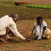 photo of a man and a boy, crouching over rows of tiny plants