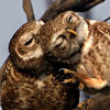 Two spotted owlets cuddle close on a branch