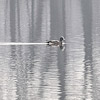 black and white photo of a duck on quiet water, reflections of trees
