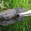 photo of an alligator, reflected in quiet water