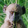 photo of a baby baboon in tall grass
