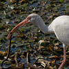 photo of a white ibis with a snake in its pink beak