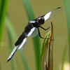 photo of a black and white dragonfly among tall foliage