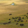 photo of a flat plain with bison in the nearground