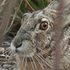 photo of a rabbit sitting quietly among tall grasses