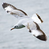 photo of a gull with wings outstretched