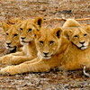 photo of five lion cubs resting together
