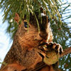closeup photo of a squirrel, perched on a pine branch clutching an acorn.