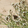 photo of white flowers with butterflies landing