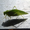 close up photo of a green insect on a painted surface