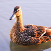 photo of a duck, reflected in calm water