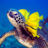 photo of a turtle, swimming with yellow fish swimming close to its face