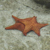 photo of two star fish on a sandy seabed
