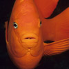 closeup photo of a bright orange fish