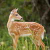 photo of a fawn looking over its shoulder with grass hanging out of its mouth