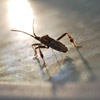 photo of a bug, close up on a sunny surface
