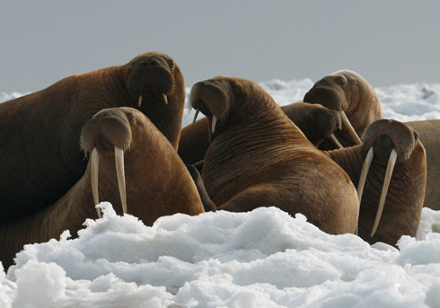 Photo of walrus family.  USFWS/Joel GarlichMiller