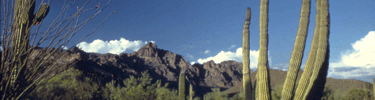 photo looking at the ajo mountains with blue sky and various cactus