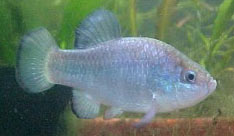 This is an endangered Quitobaquito pupfish.