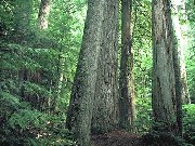 Old growth forest