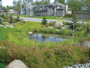 Rain Garden