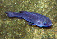 Devils Hole Pupfish