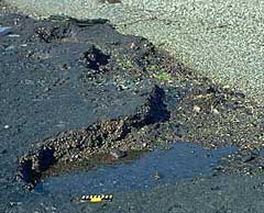 An example of asphalt pavement is seen here as a thick, black deposit on a beach face in Prince William Sound.
