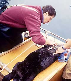 Scientists carefully take a blood sample from an anesthetized otter.