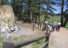 visitors standing next to big stump