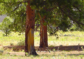 Ponderosa pine peeled by Ute or Apache people in the 17th or 18th century