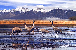 Wetland with Sandhill Cranes