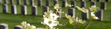 Dogwood blooms at the National Cemetery