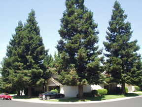 image of house surrounded by trees
