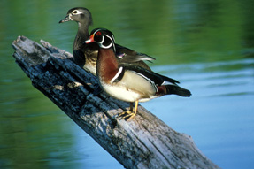 DeSoto National Wildlife Refuge in Missouri Valley, Iowa, serves as a stopover for migrating waterfowl, including wood ducks (Aix sponsa). Credit: Dave Menke/USFWS