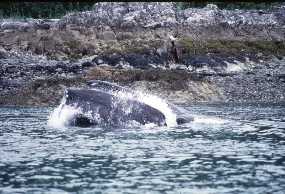 Humpback whale feeding