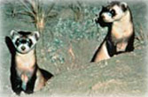 two black-footed ferrets