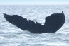 Whale tail thumbnail