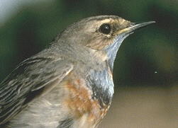 Bluethroat (c) Mary Gustafson 