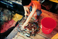 Photo of Man retrieving crab from holding pens at floating restaurant.