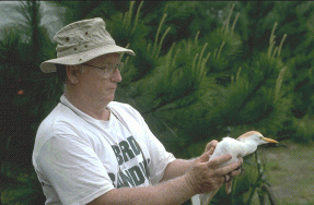 Man Holding Cattle Egret at Release