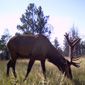 Bull elk on Elk Mountain near Newcastle, Wyoming. Photo by Nate West.