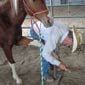 Wild horse training at the Steve Mantle Wild Horse Facility near Wheatland, Wyoming.