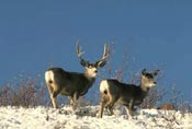 mule deer.