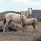 Wild horses in the McCullough Peaks Herd Management Area, Wyoming.