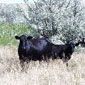 Livestock grazing.