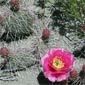 Pricklypear cactus near Kemmerer, Wyoming.