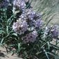 Blowout Penstemon (Penstemon haydenii)