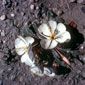 Evening Primrose (Oenothera spp.)