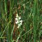 Ute Ladies' Tresses (Spiranthes diluvialis)