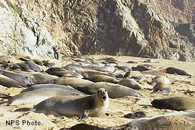 Elephant Seals at main colony at Point Reyes.